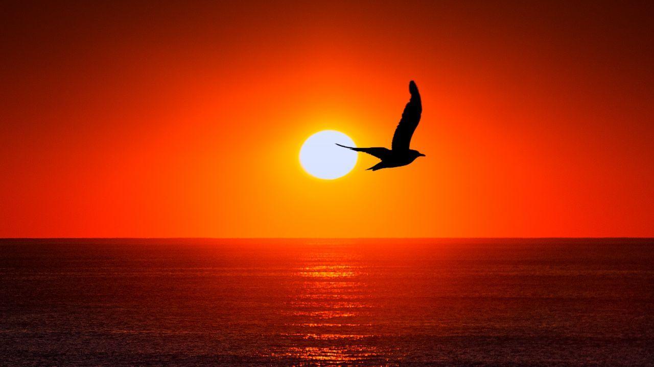 Wallpaper Sunset, Horizon, Bird, Silhouette, 4K, Nature