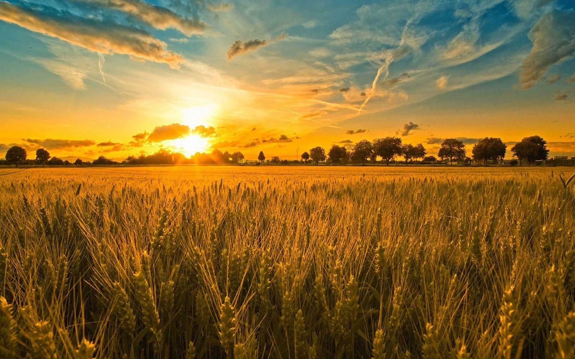 Sunset And Wheat Field Wallpaper Hd Beautiful Desktop Background Hd