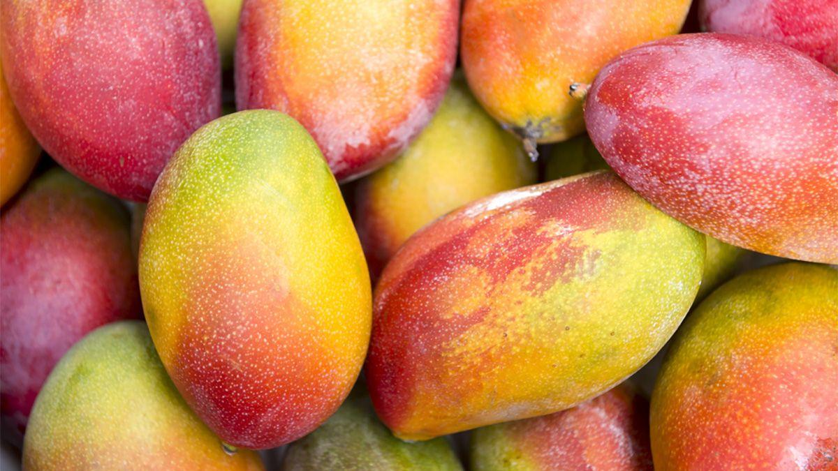 Delay to Brazilian mango harvest - IEG Vu