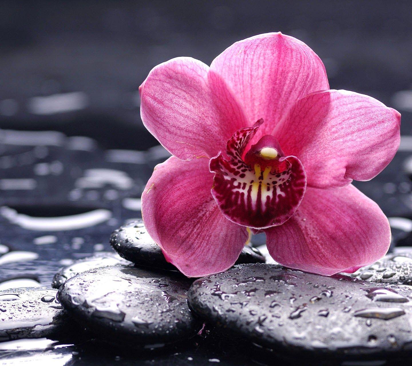 Orchid Flower image HD Wallpaper Free Download