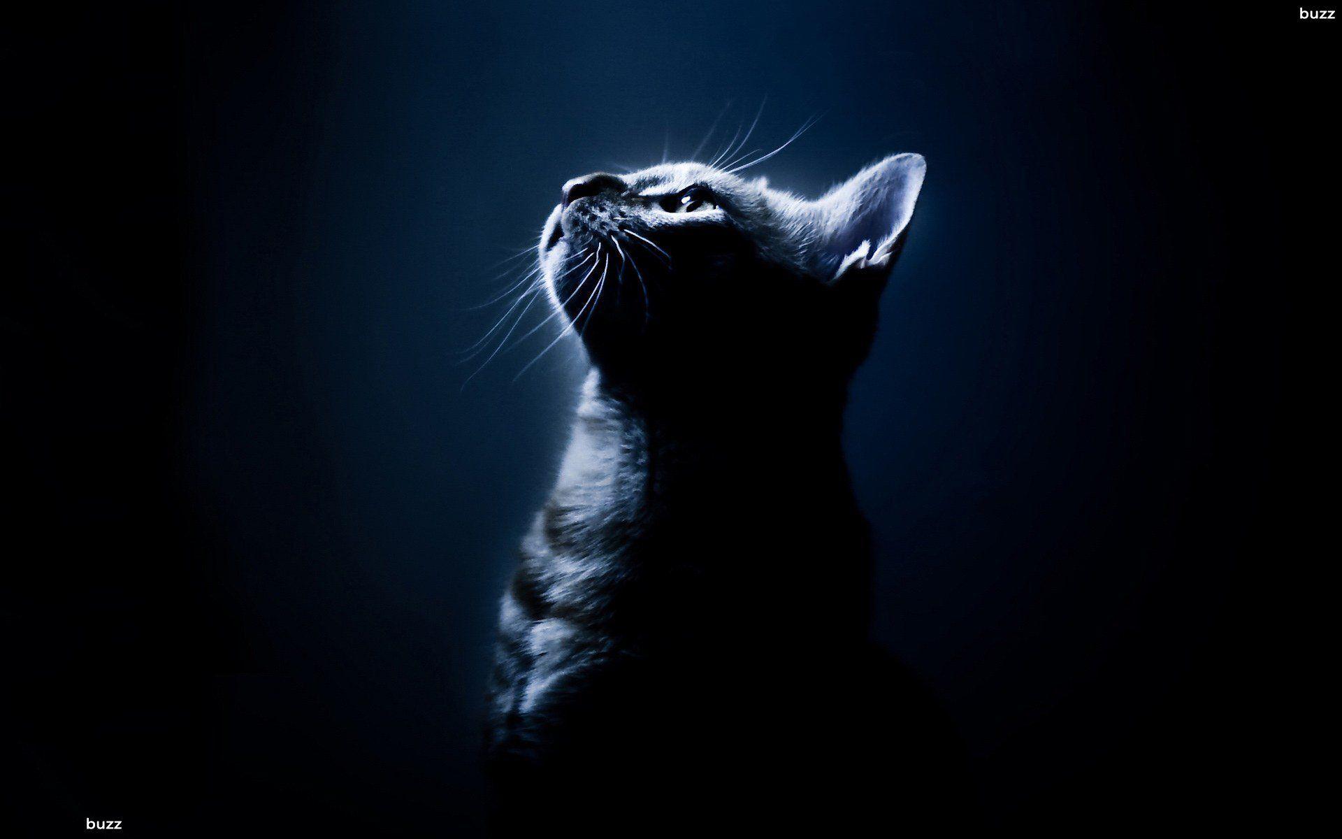 A cat in darkness HD Wallpaper