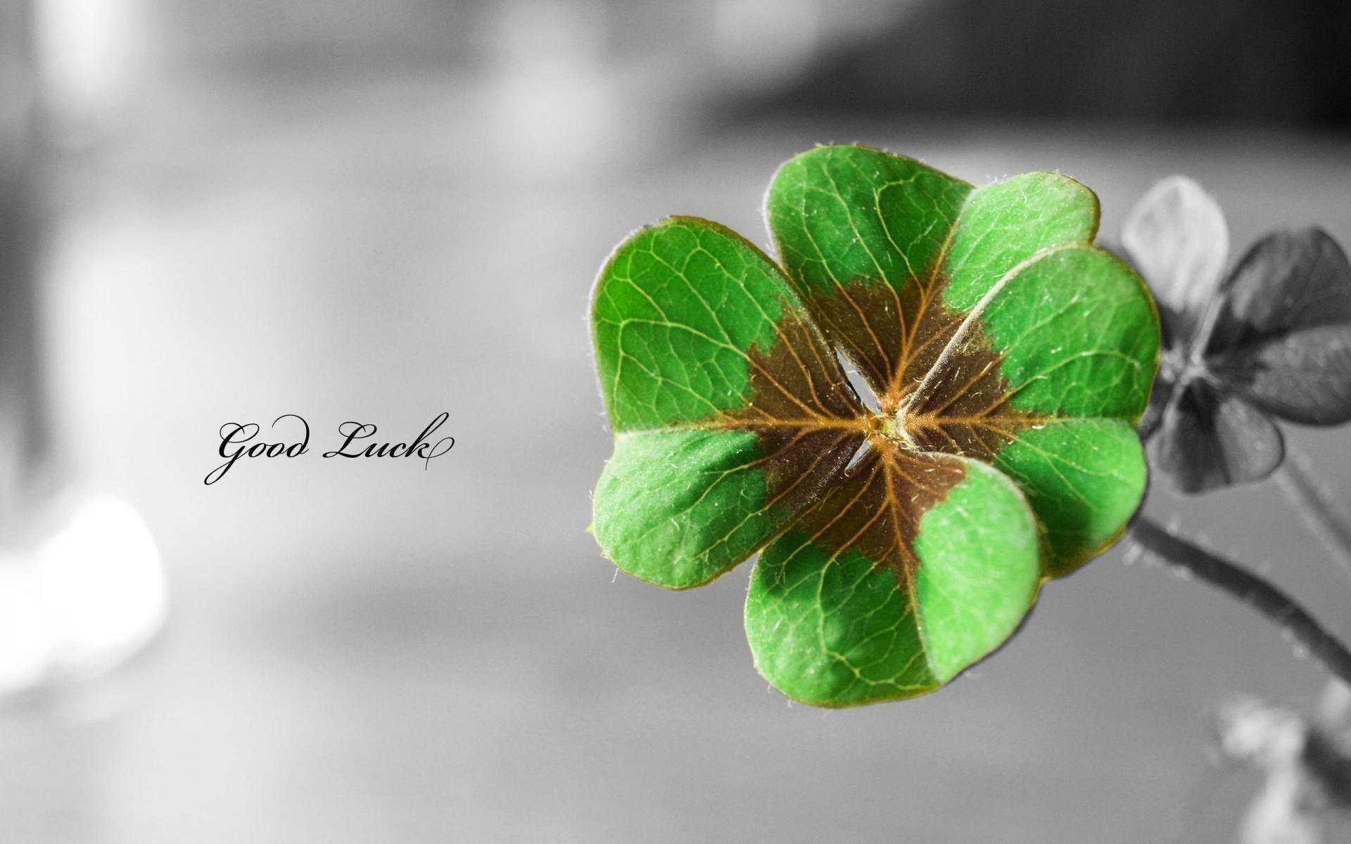 The Leaves Of Four Leaf Clovers As A Lucky #charm Can Stand