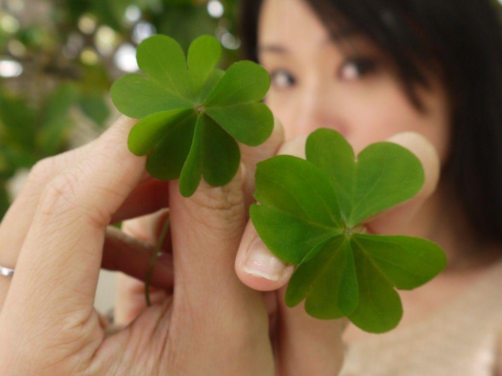Good Luck Magnet! Real Four Leaf cLover Good Luck Charms, Be Lucky