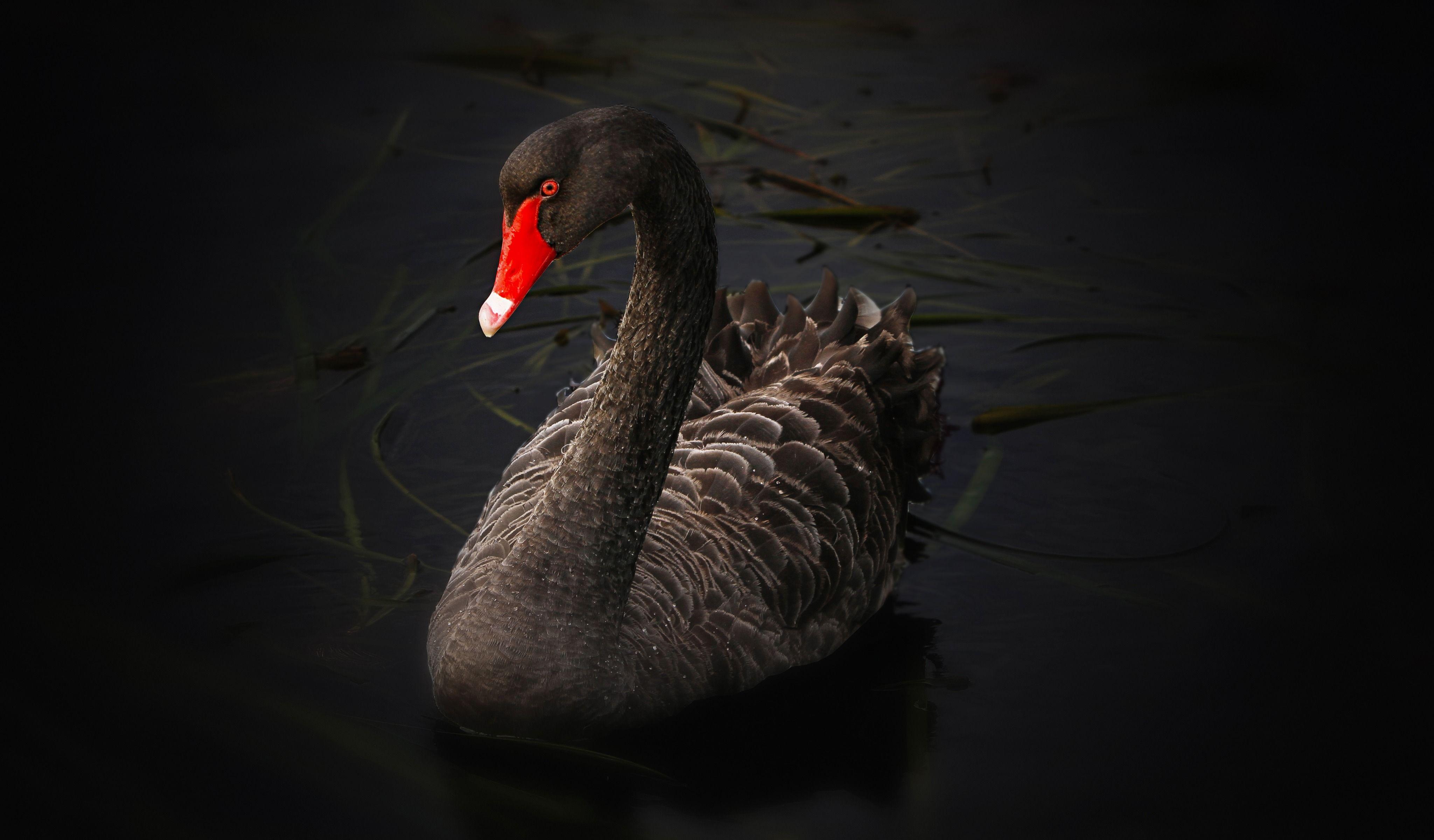 Black Swan 4K Ultra HD Desktop Wallpapers