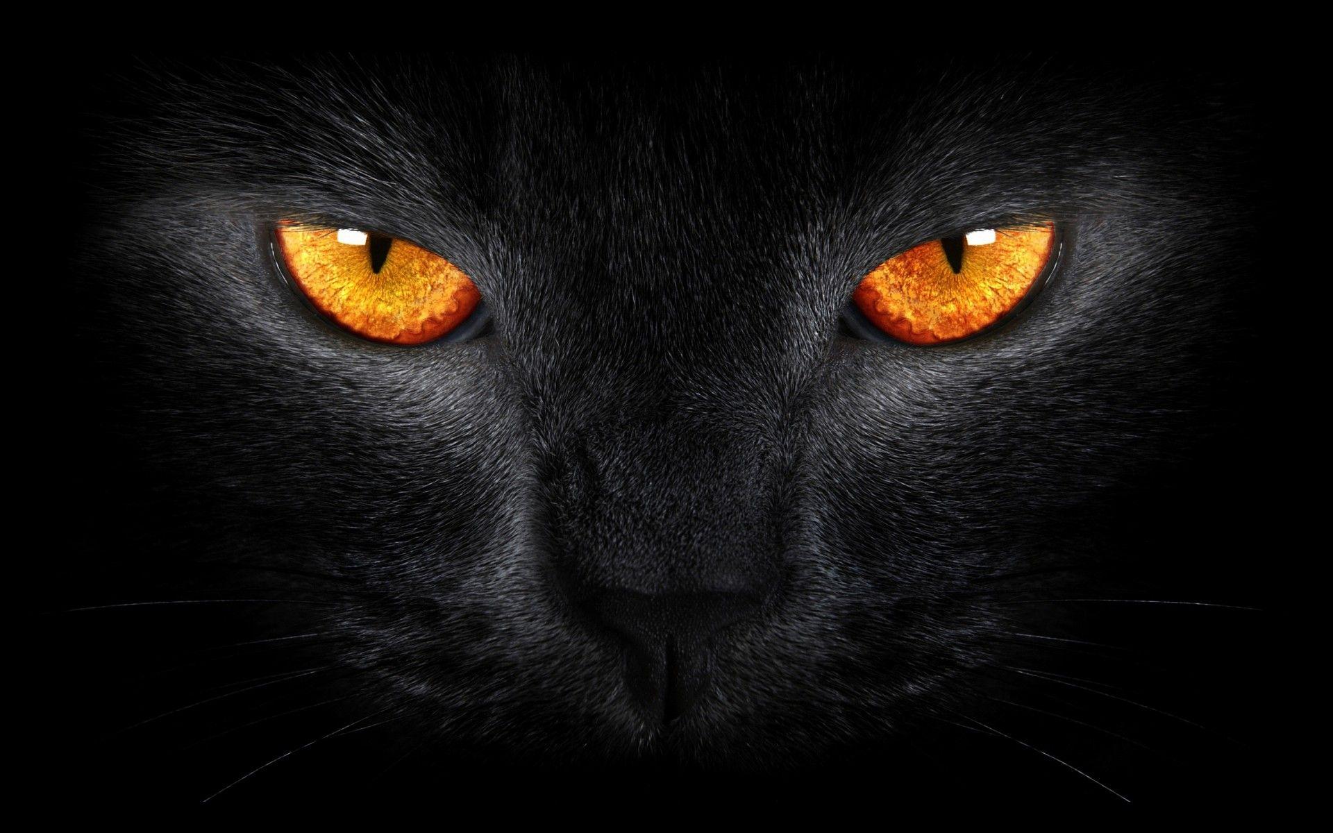 Wallpapers Black Cat, Scary, Yellow eyes, Dark background, Animals,