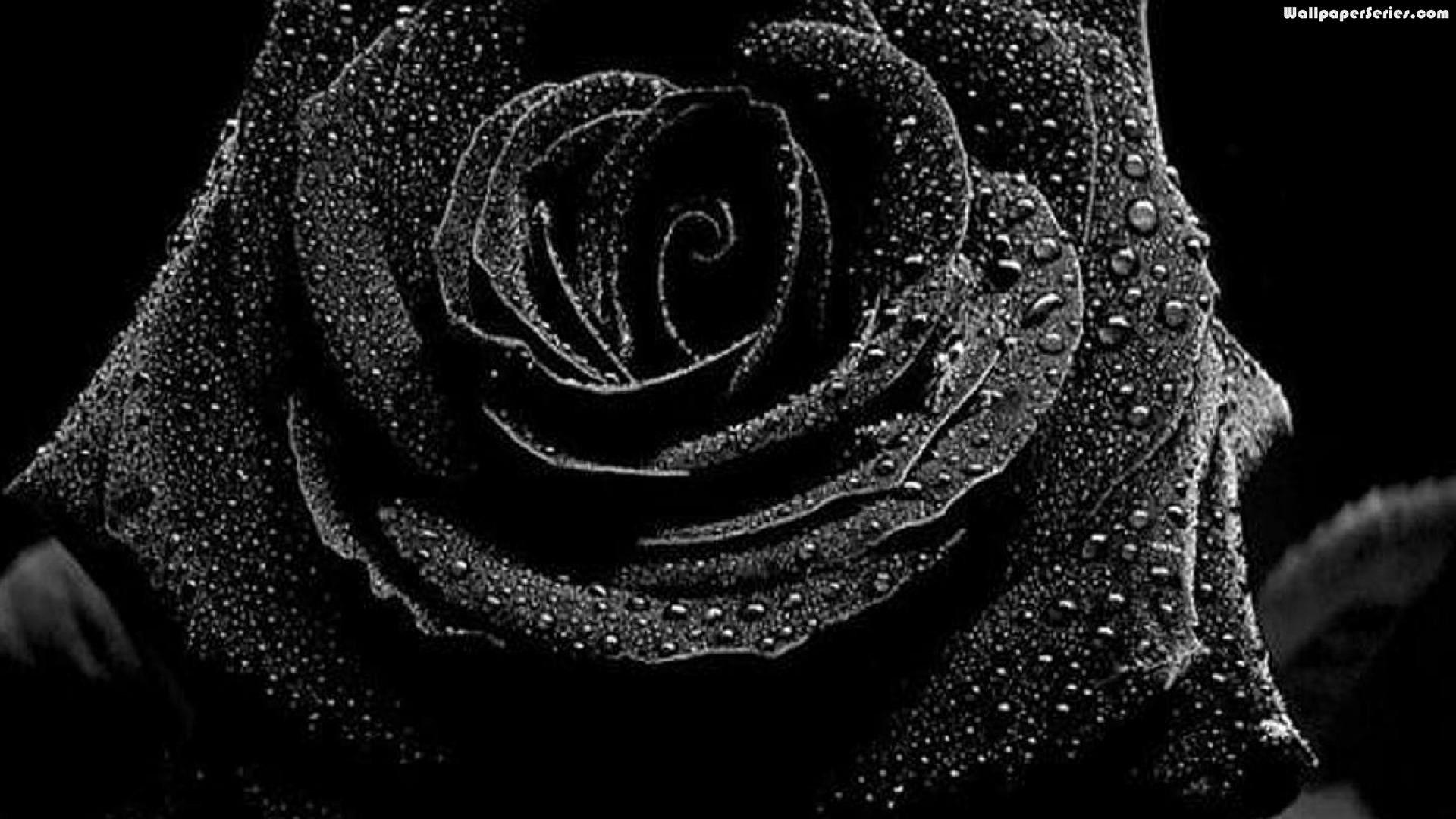 Black Rose Wallpaper High Quality