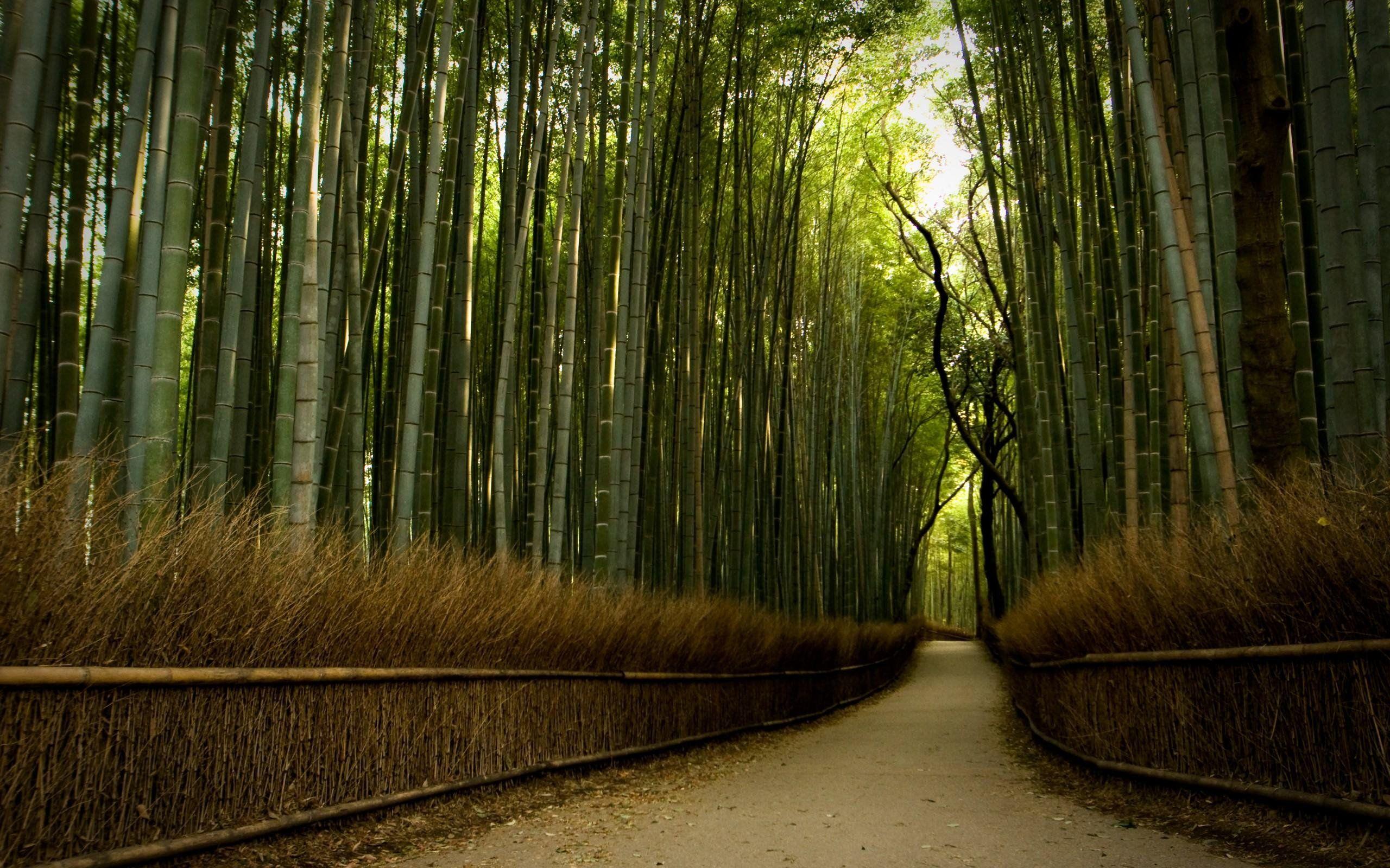 Wallpaper.wiki Wide Bamboo Forest Background PIC WPC004568