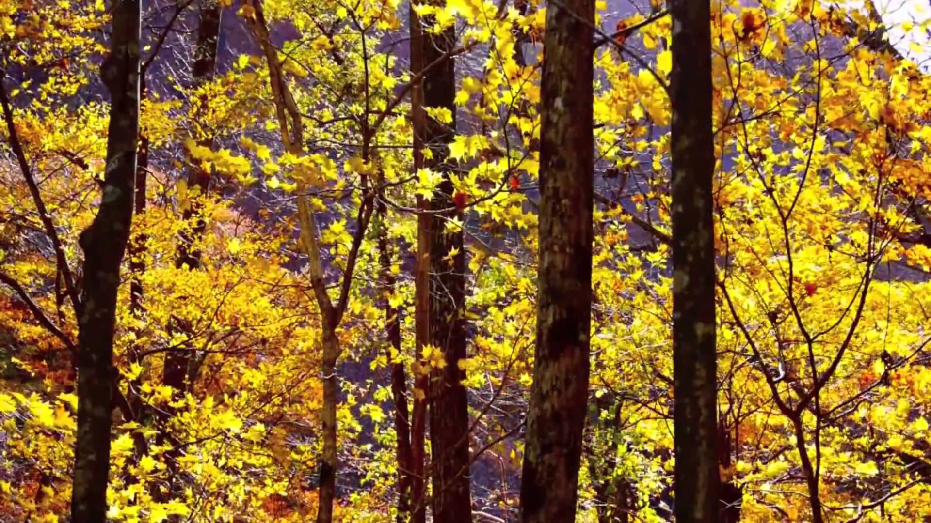Autumn Forest Background HD 1080p
