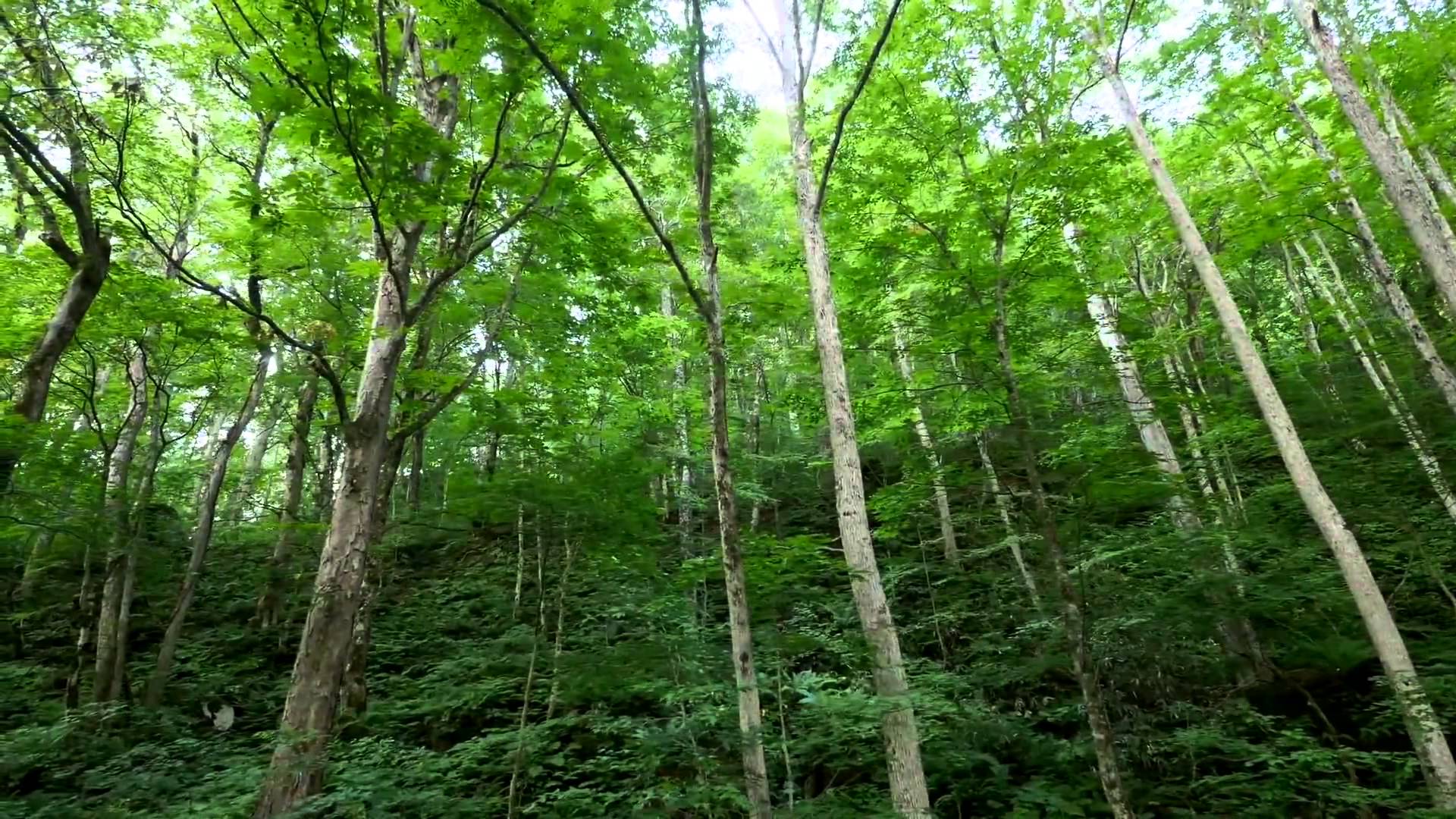 Forest 3 Background HD 1080p