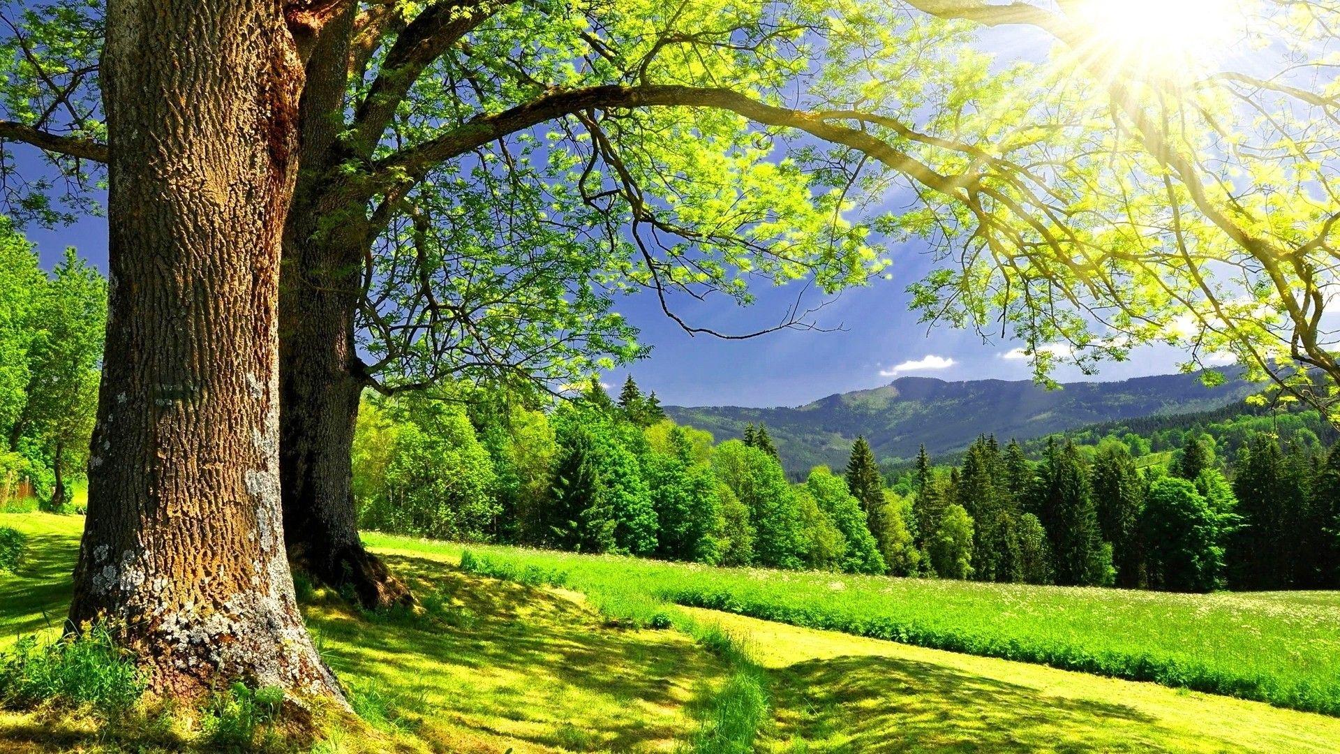 Best HD Spring Forest Background Wallpaper