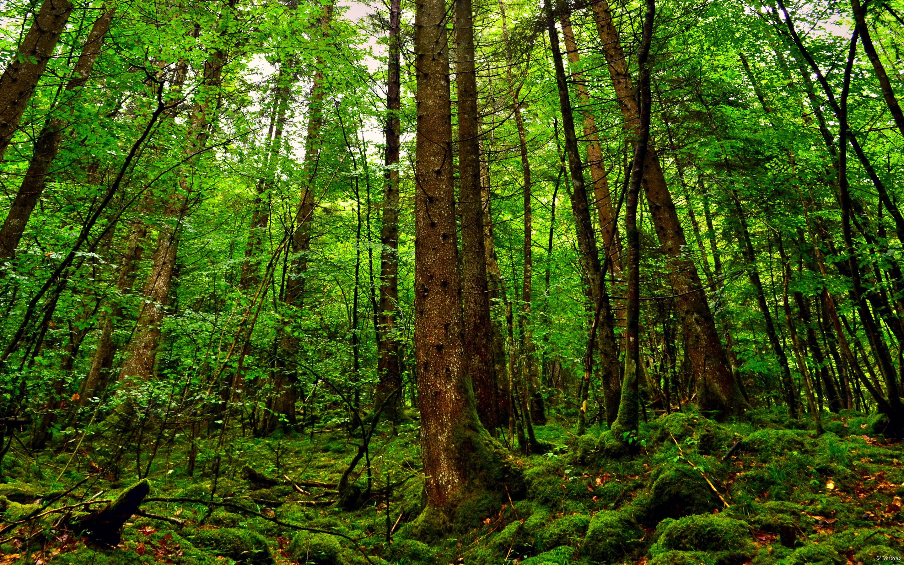 Beautiful Big Trees Forest HD Desktop Wallpaper, Instagram photo