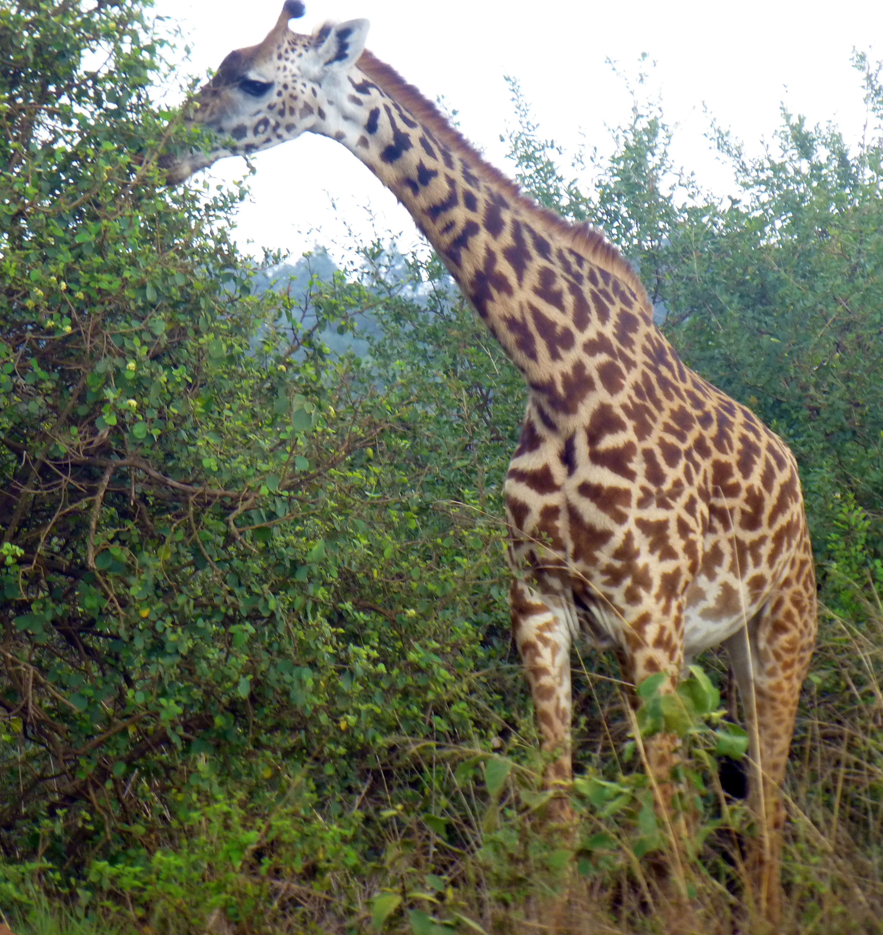 giraffes Archives