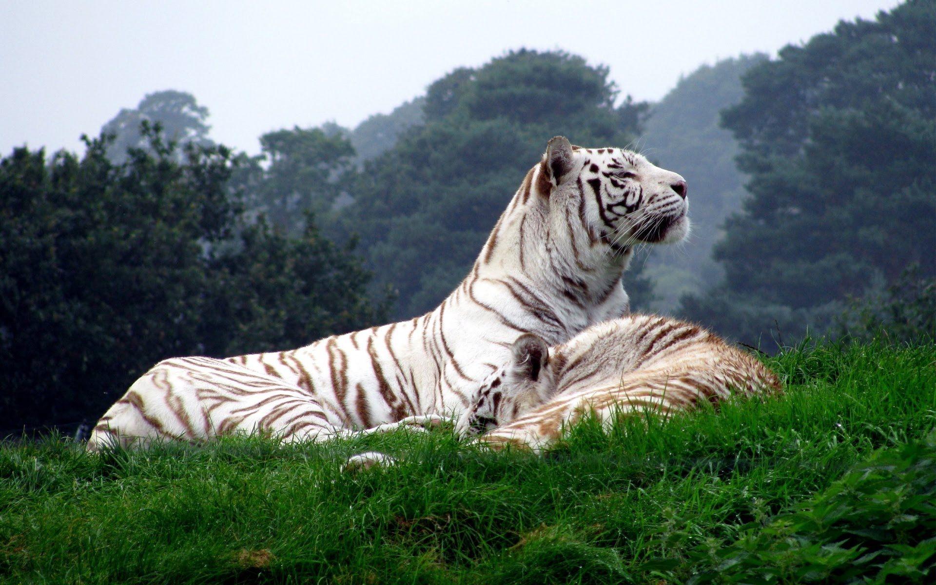 Wildlife Animals White Tiger Documentary. Animal Planet 2015