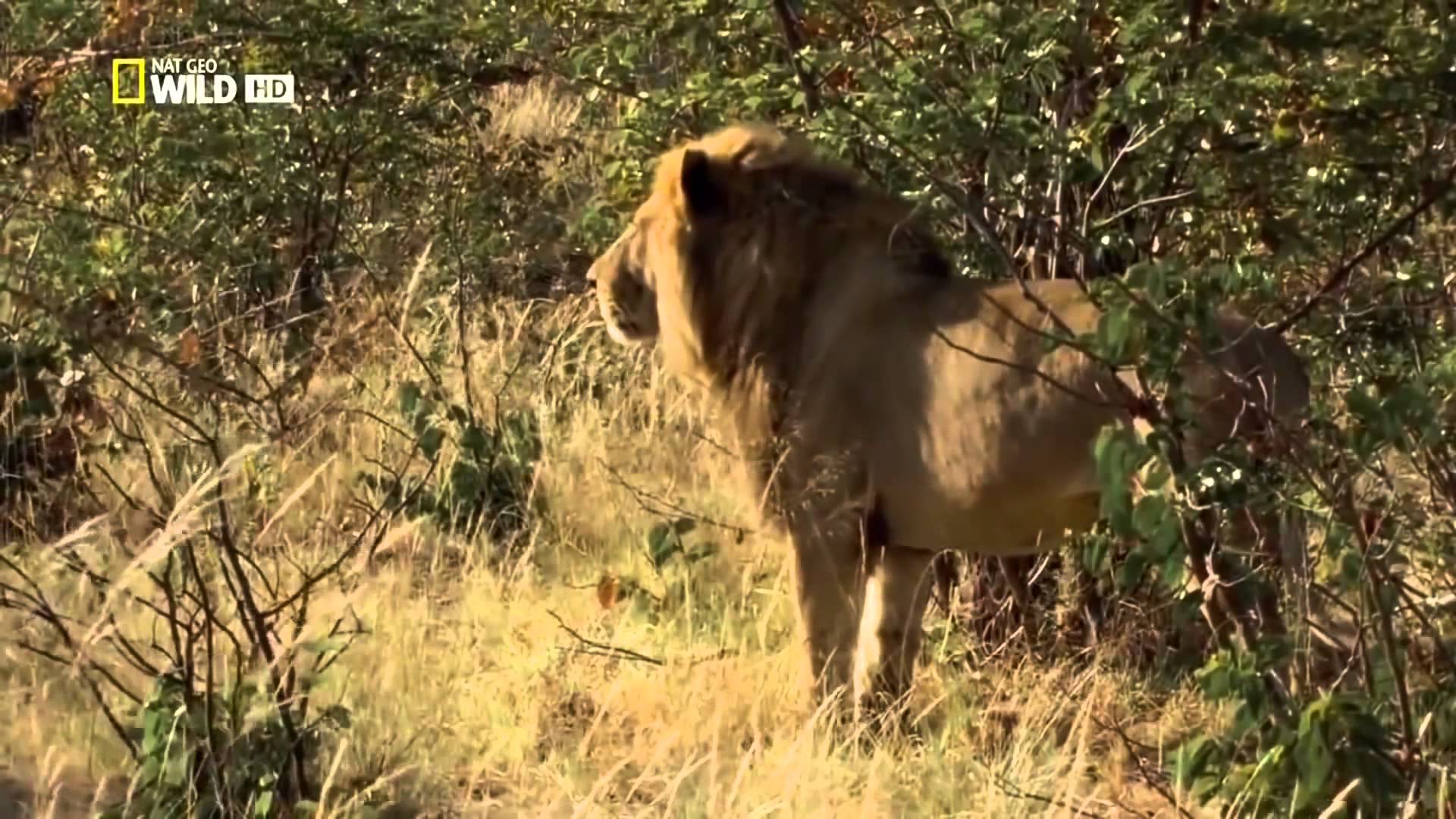 Discovery Channel Animals Discovery Channel Documentary Lion