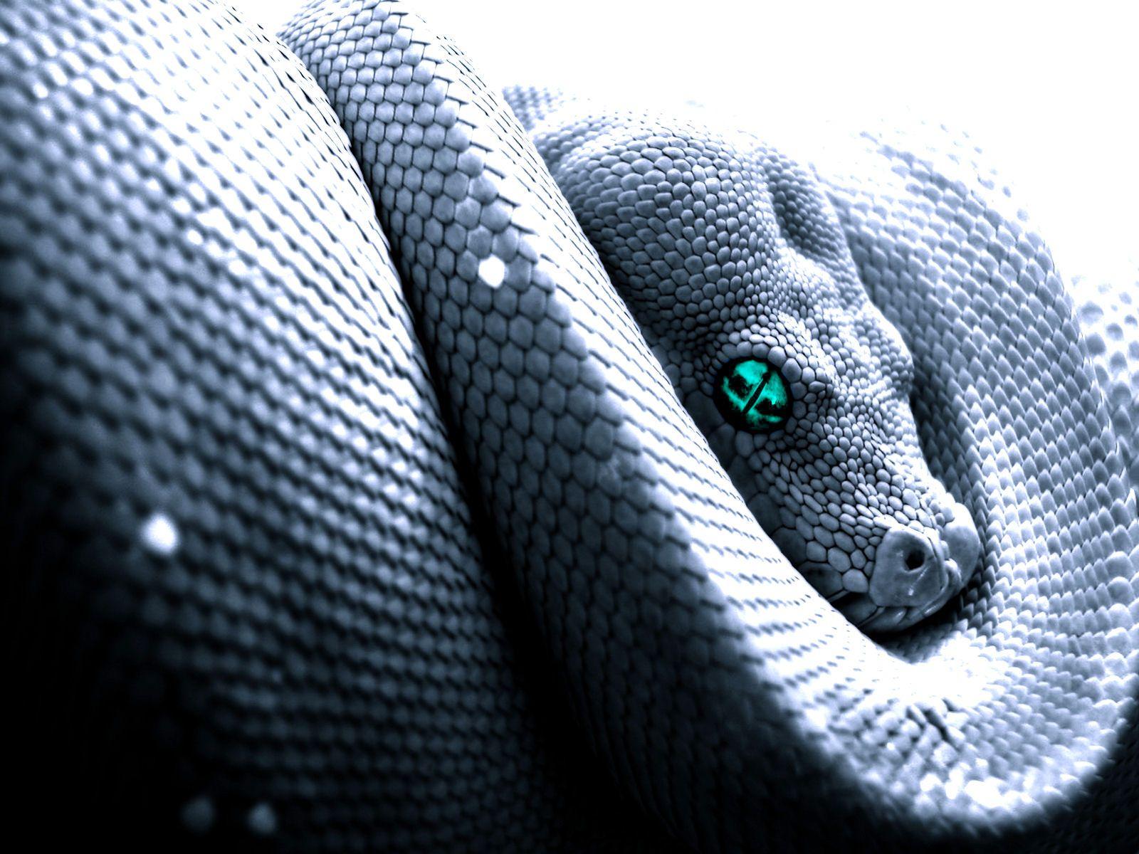 Angry snake HD image