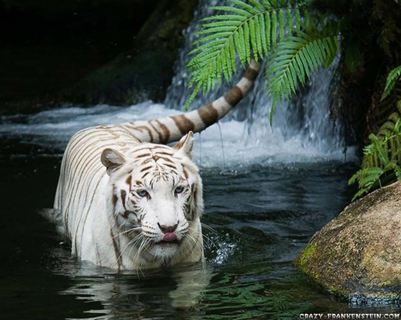 Drifting in My Dreams With a Wild White Tiger