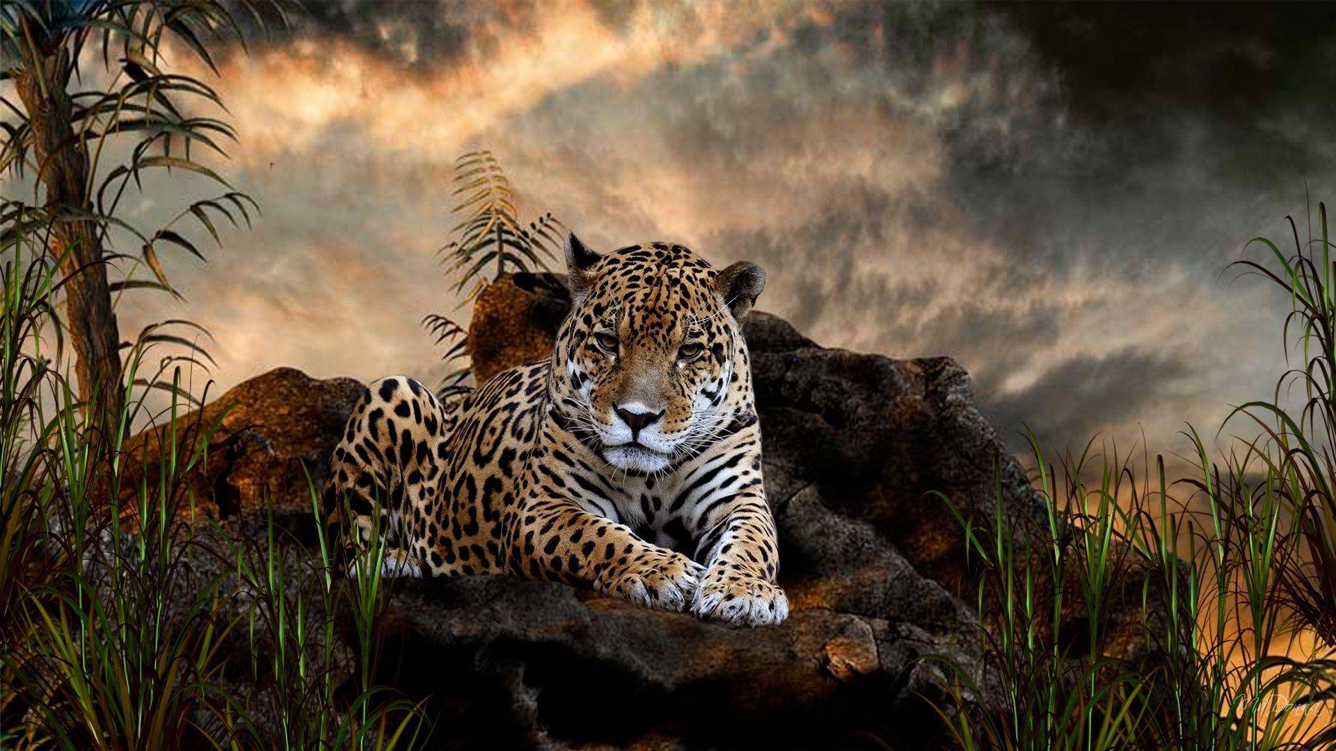 Wild Animals Wallpaper Wild Animals Modern 4K Ultra HD Image