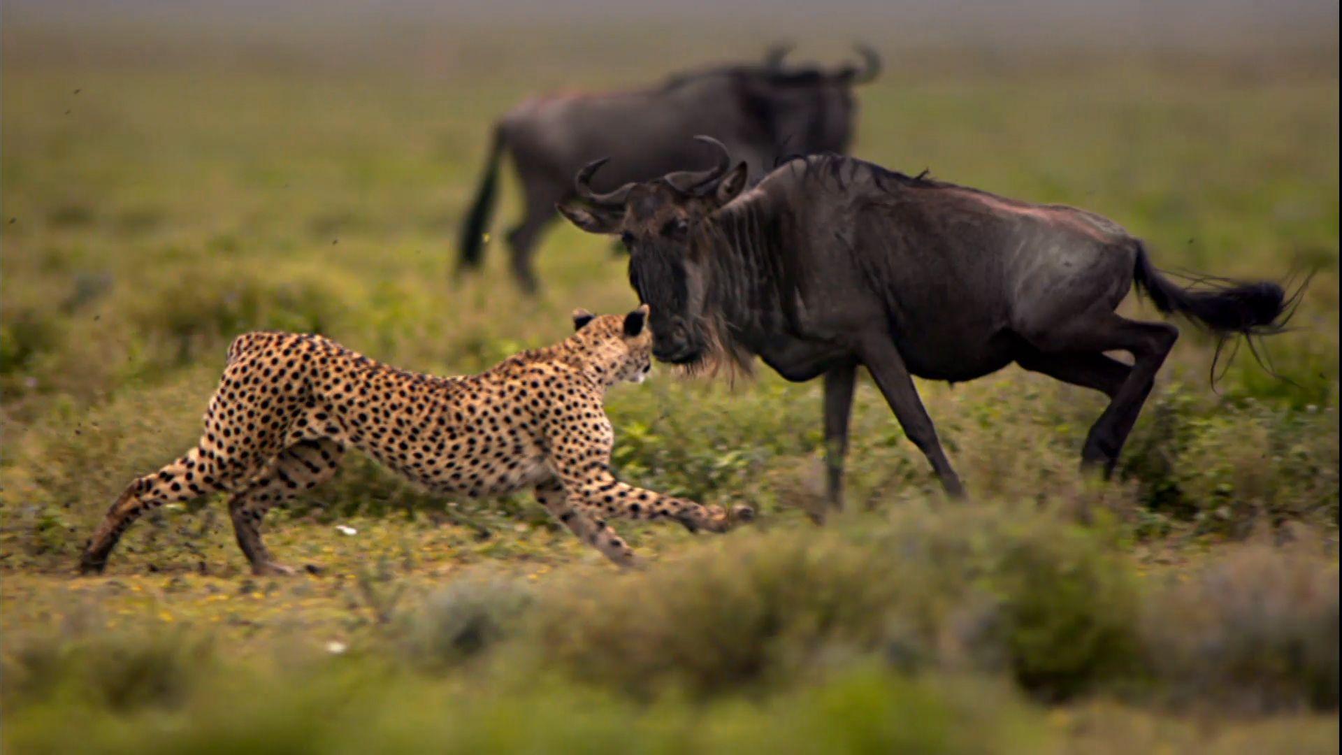 Usain Bolt vs. a Cheetah Cat Week Video Geographic