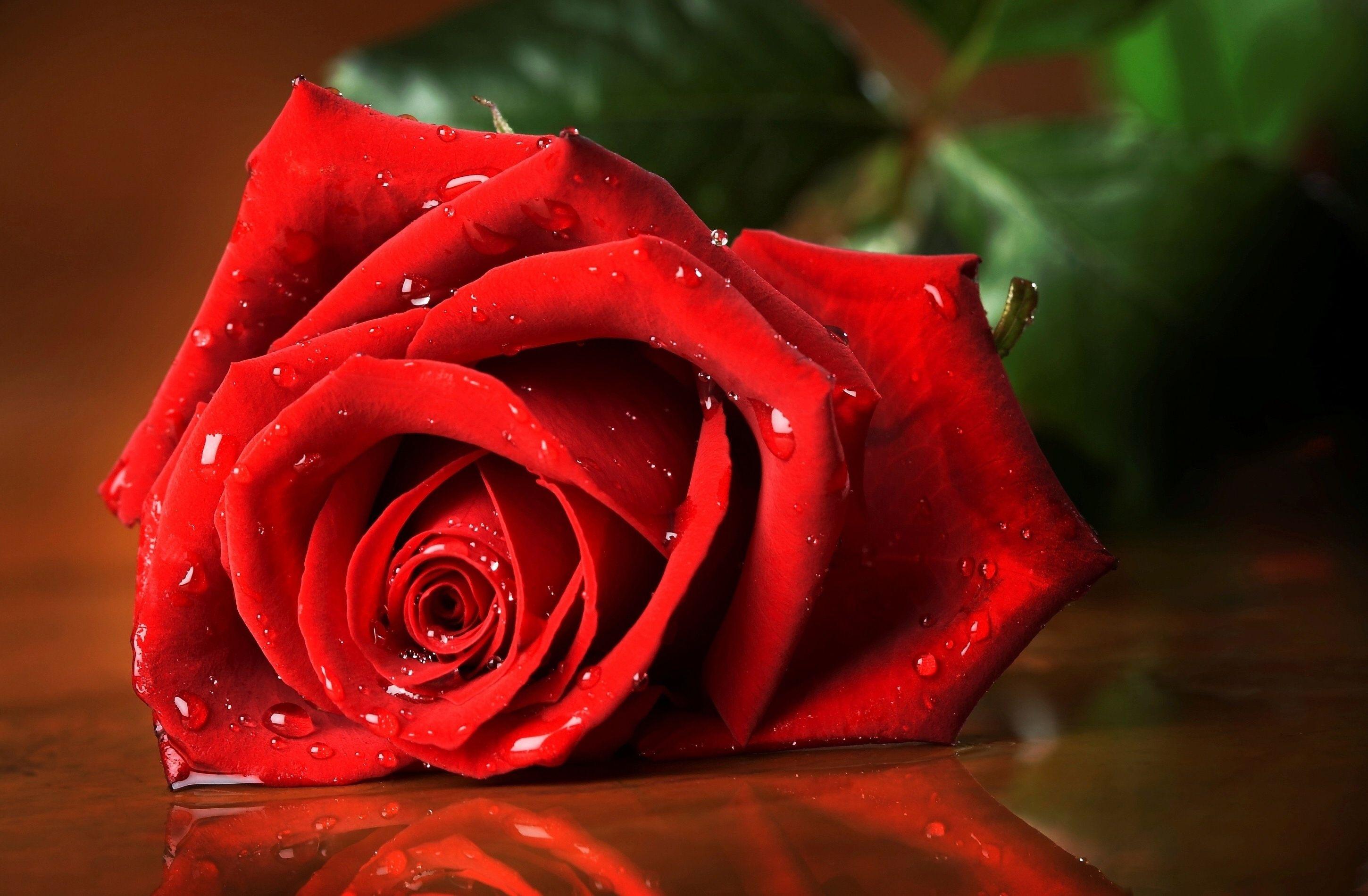 Rose Wallpaper APK for Android Download