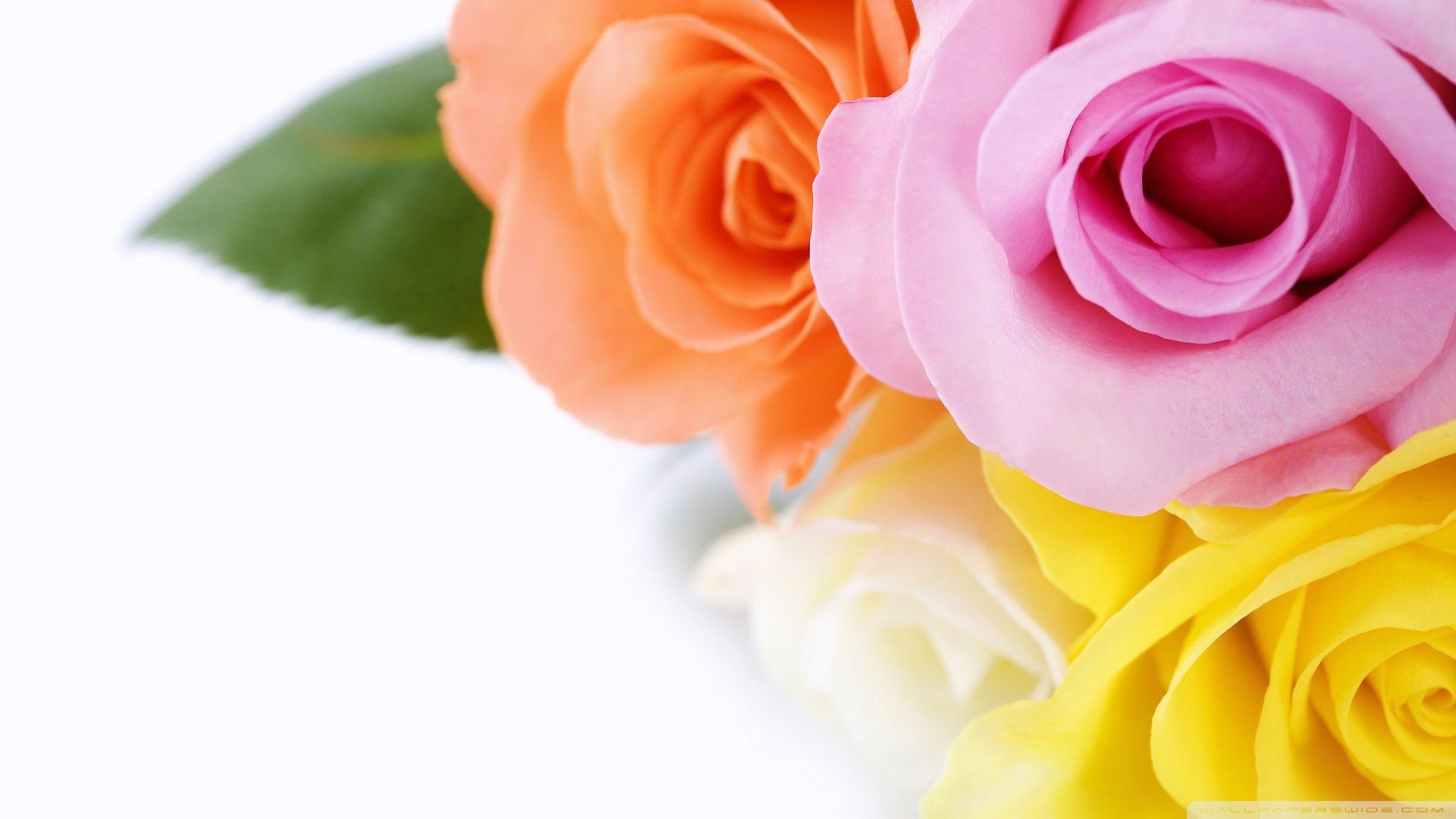 Different Colours Roses ❤ 4K HD Desktop Wallpaper for 4K Ultra HD TV