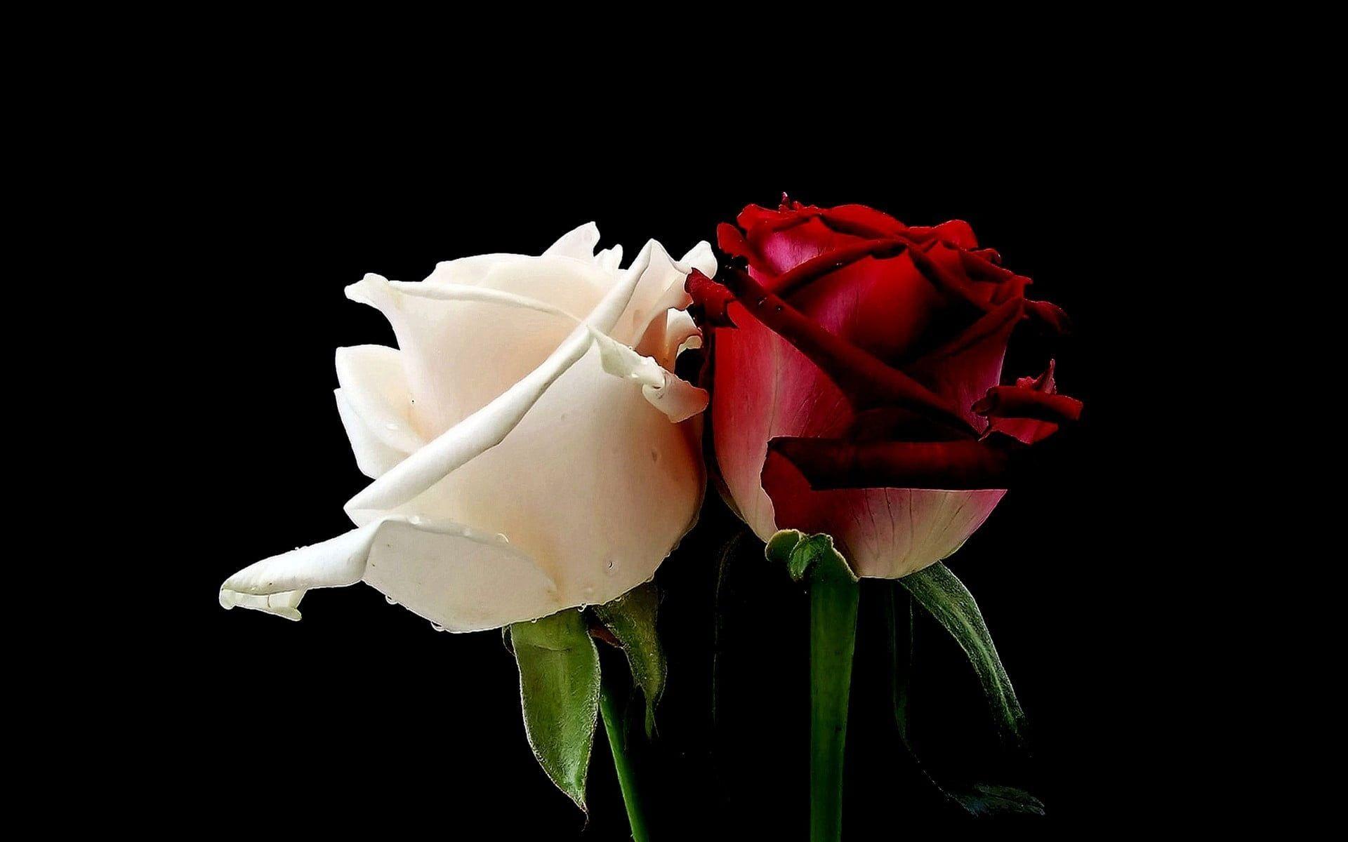 Photo of red and white rose HD wallpaper