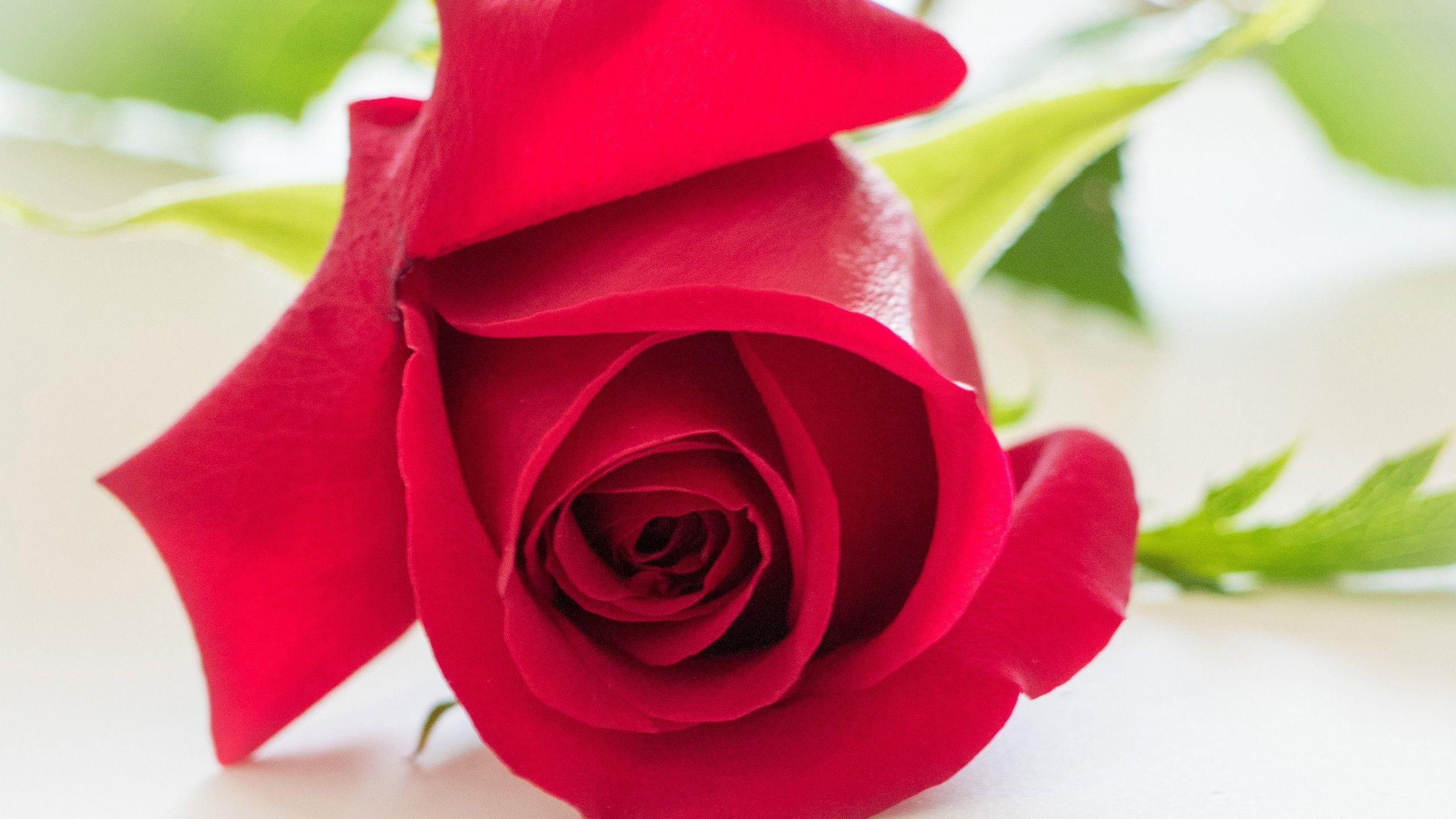 Wallpaper Red rose, HD, Flowers