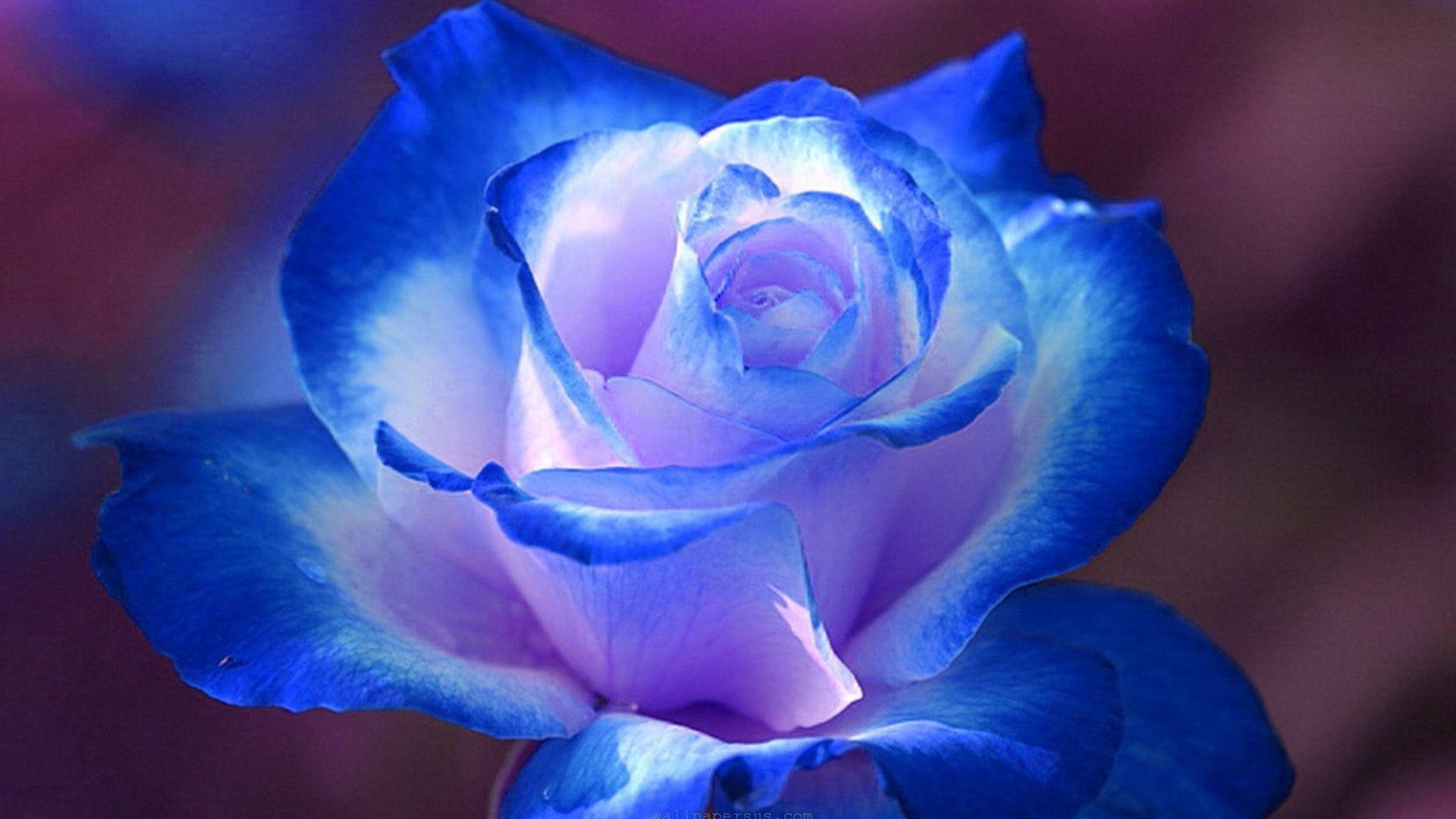 Blue Rose HD Desktop Wallpaperwallpaper.net