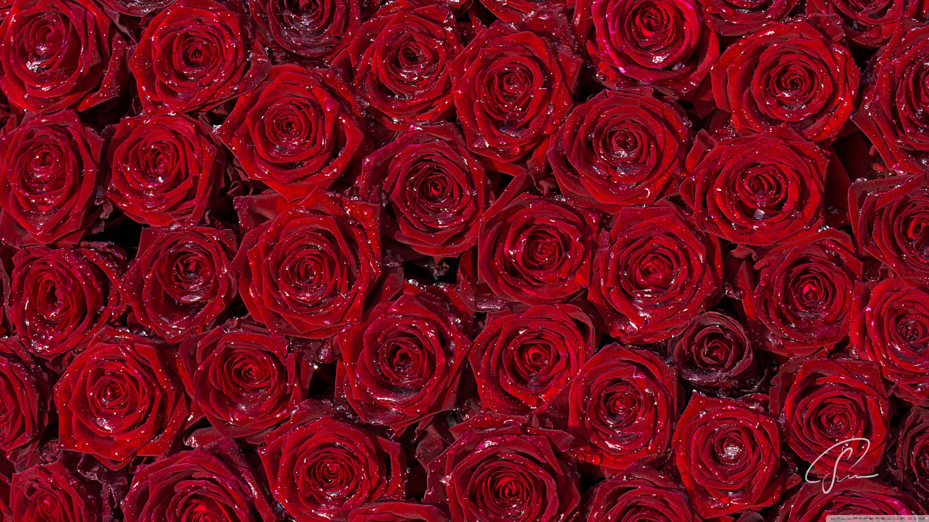 Red Roses Background ❤ 4K HD Desktop Wallpaper for 4K Ultra HD TV