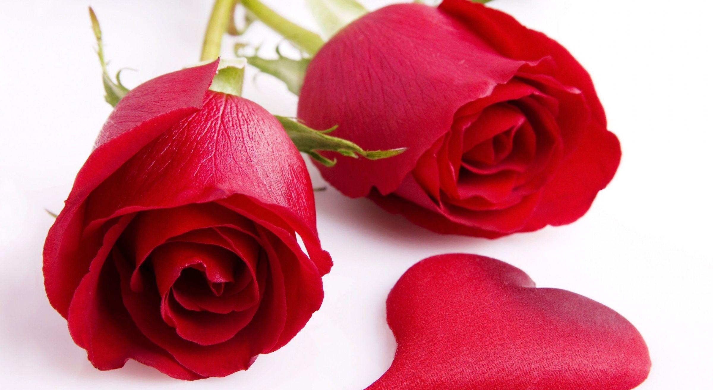 1080p Red Rose Wallpaper, Gallery of 45 1080p Red Rose Background