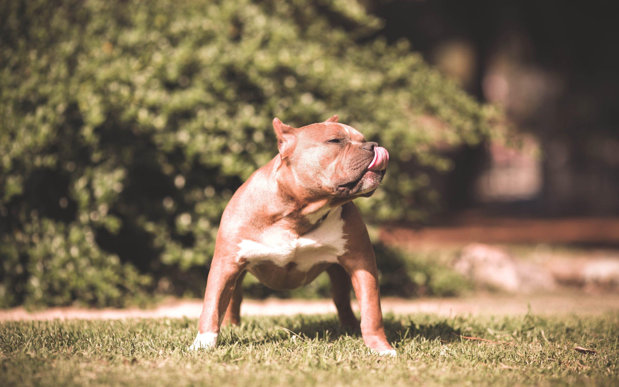 Free Desktop Wallpaper, Wide Pitbull HDQ Picture (p.98)