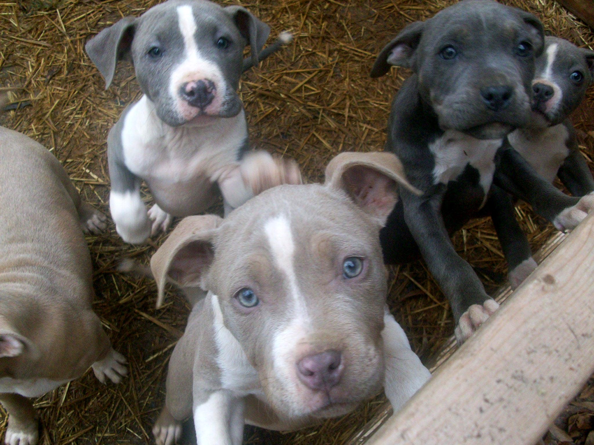 Pit Bull Puppies Desktop Wallpaper Free Dog Image Pets Puffy Dogs