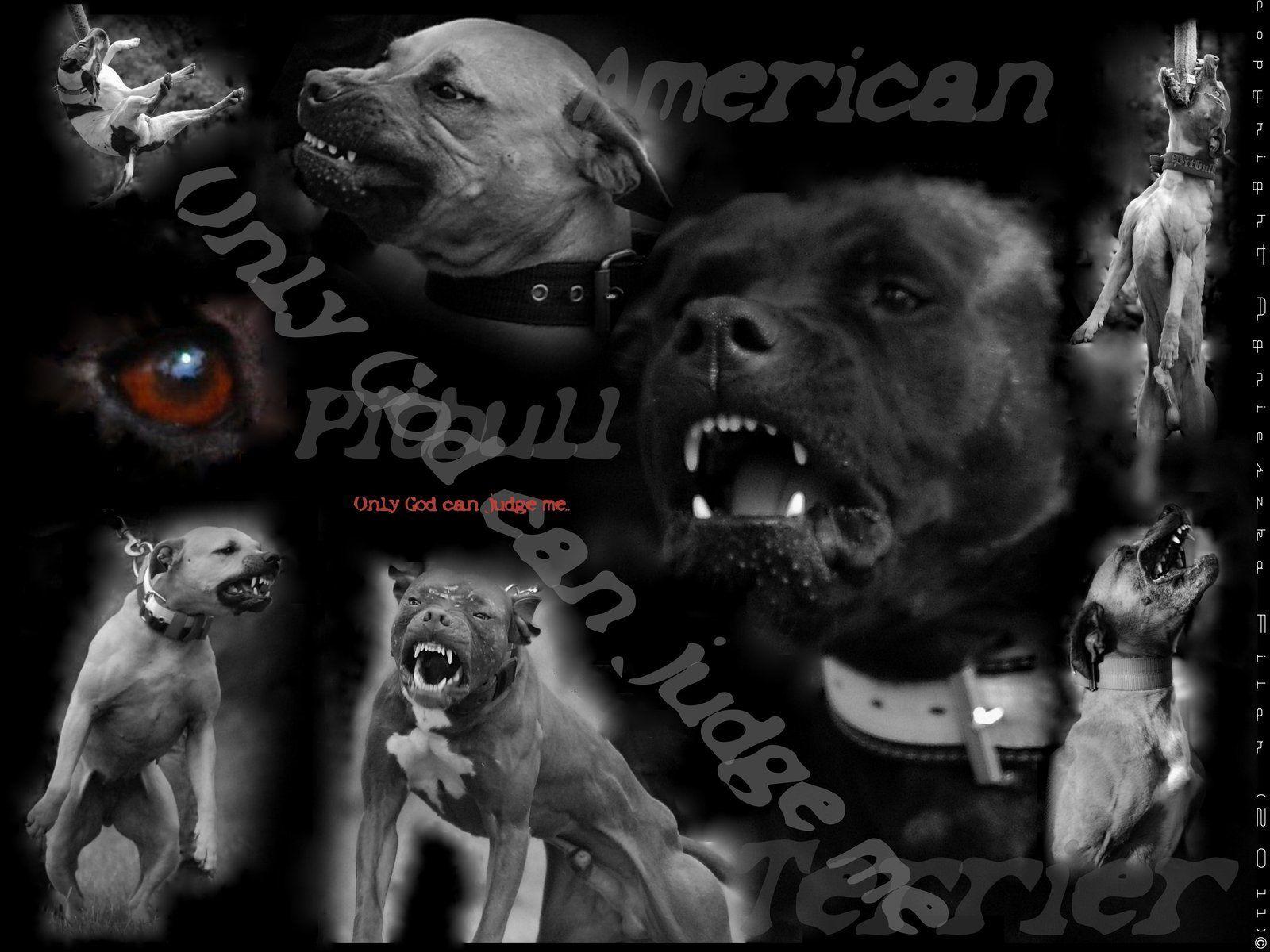 Pit bull Dog Wallpaper HD Image New 800×591 Pitbull Wallpaper 35