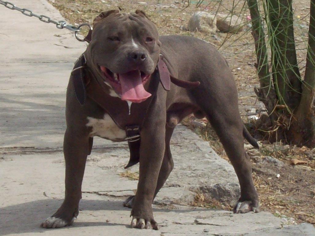 Pitbull Free