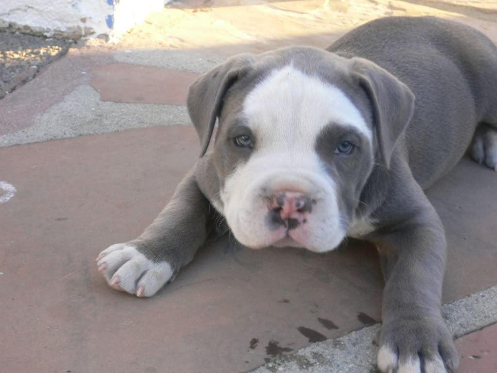 Pitbull Puppies Wallpaper Free