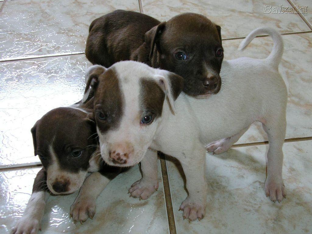 Free Blue Pitbull Puppies. Free Download Dogs Wallpaper Cute Puppy