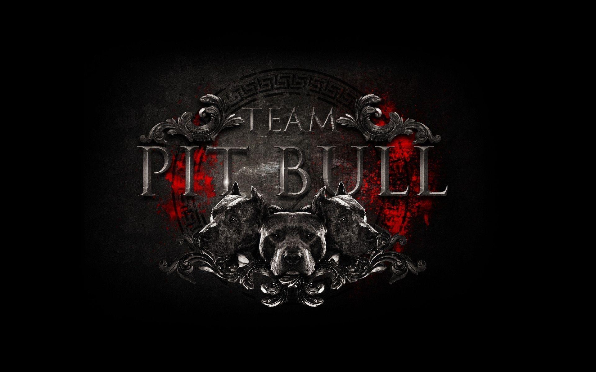 Cool Pitbull Wallpaper