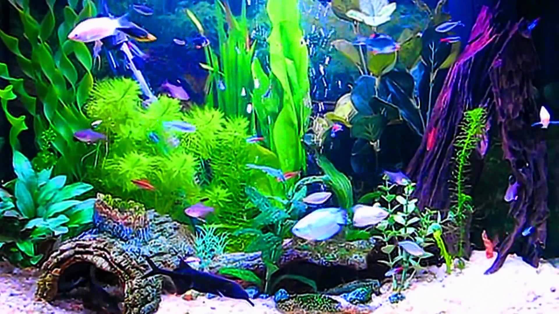 aquarium HD wallpaper