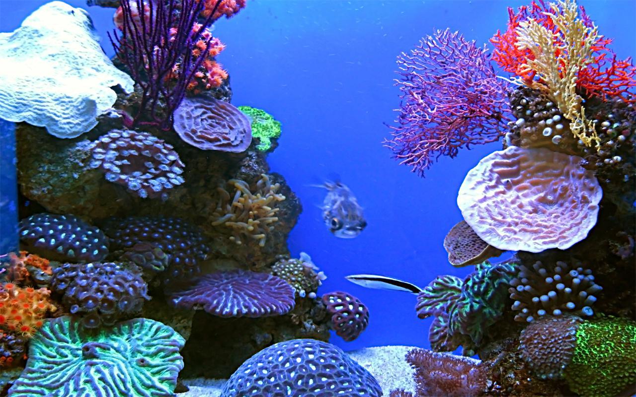 Aquarium Live Wallpaper App Ranking and Store Data