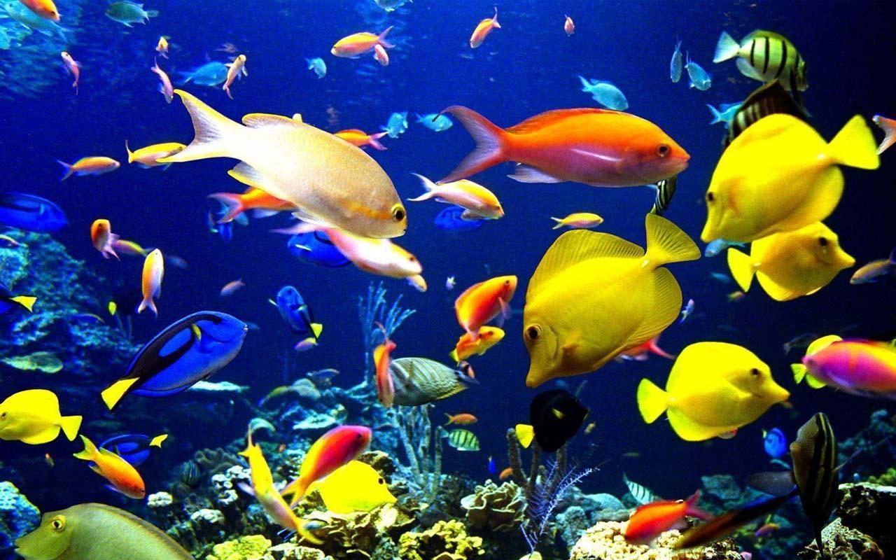 Live Wallpaper Fish Aquarium Background & Wallpaper