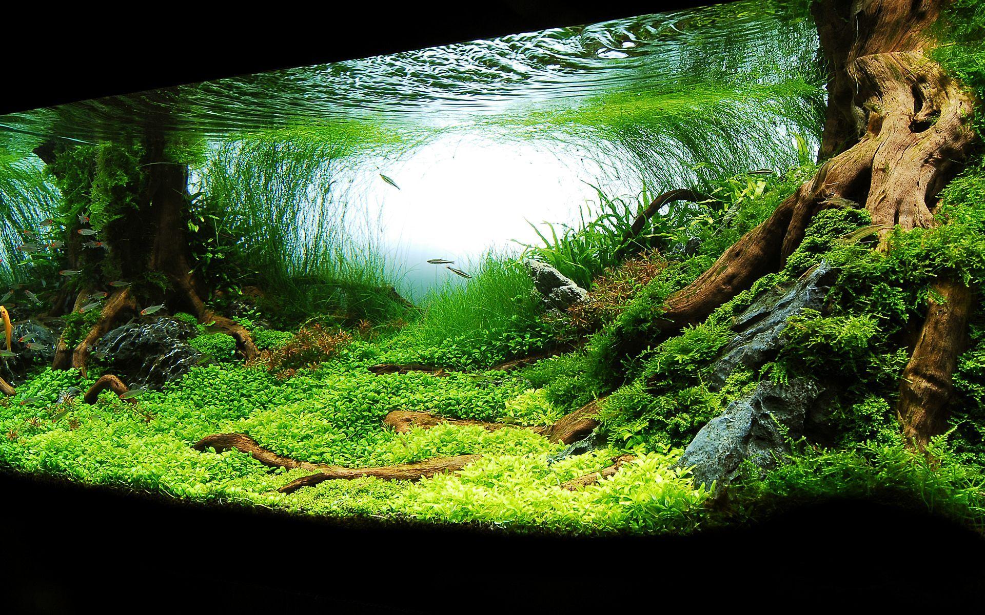 virtual background zoom aquarium