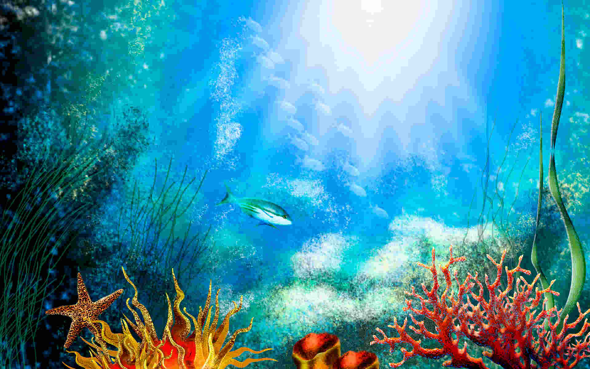 Aquarium Wallpaper, Fish Background, Image, Picture