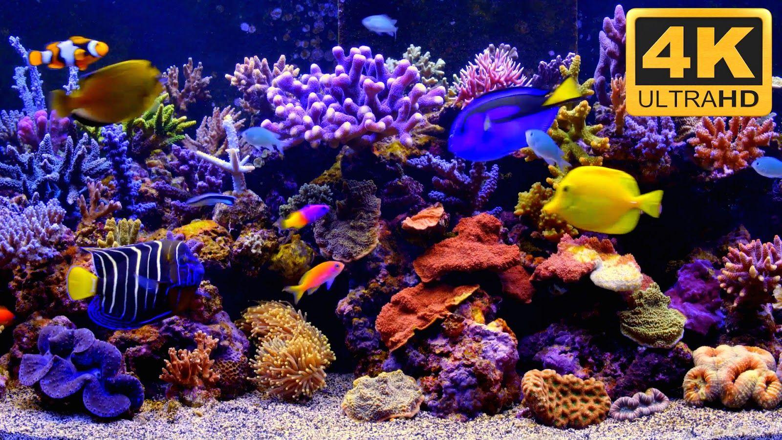 aquarium live hd screensaver