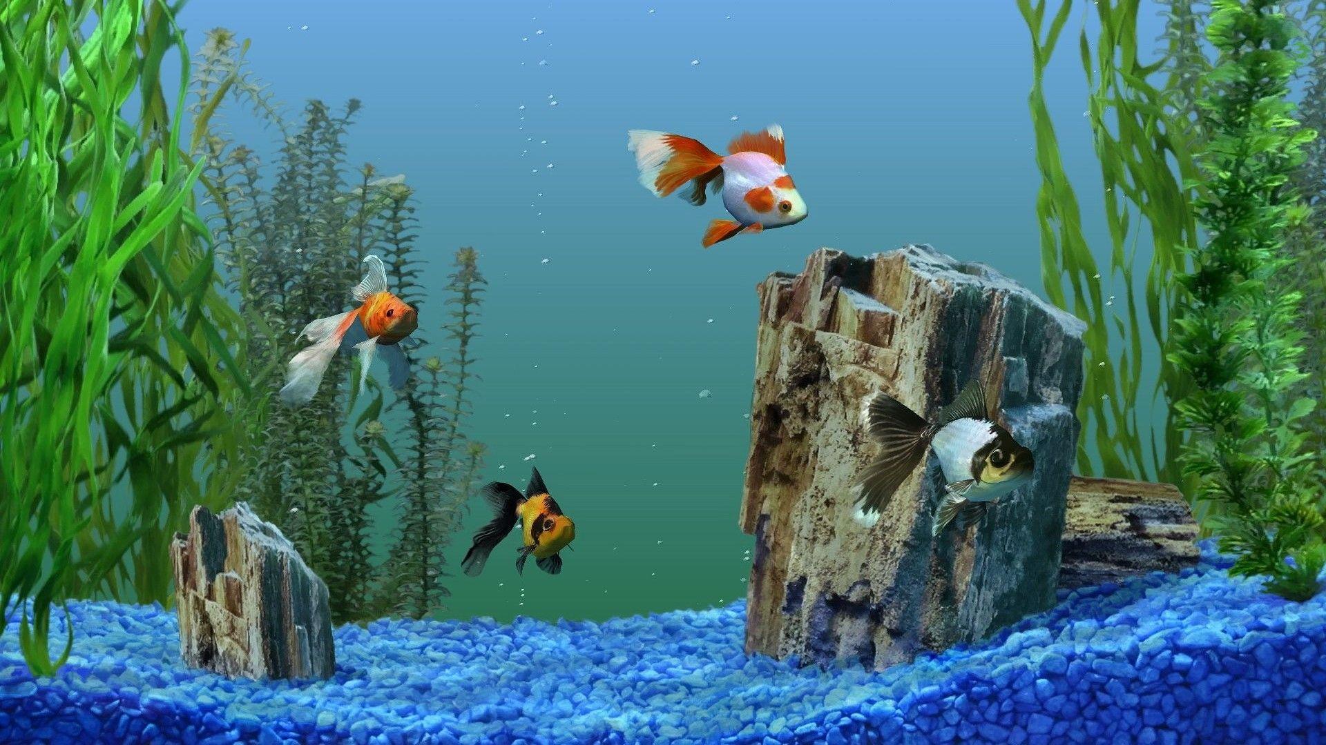 Aquarium fish picture wallpaper. PC