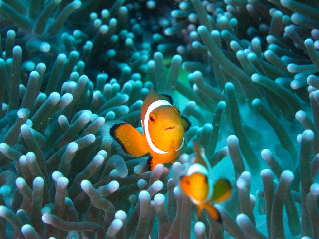 Desktop wallpaper clownfish, fish, underwater, aquarium, HD image