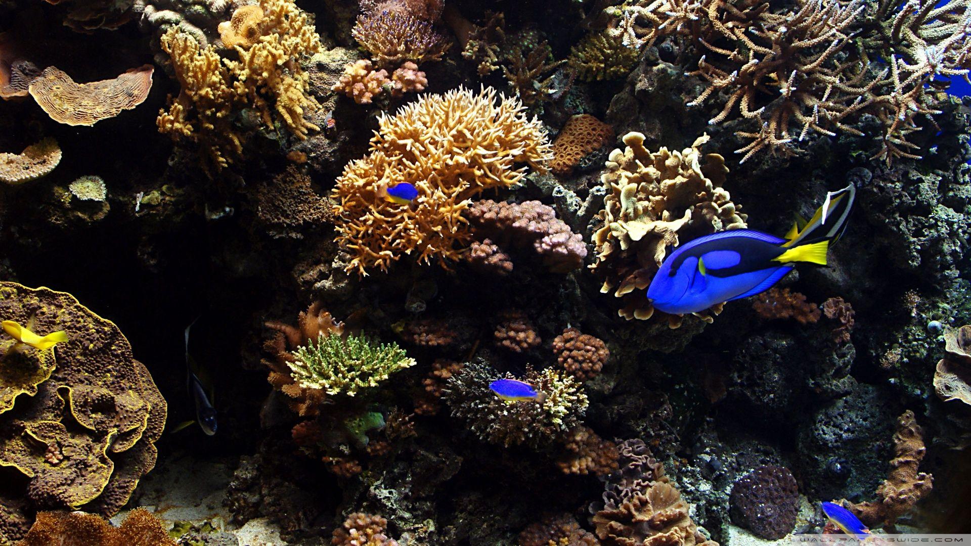 Aquarium Fish ❤ 4K HD Desktop Wallpaper for 4K Ultra HD TV • Wide