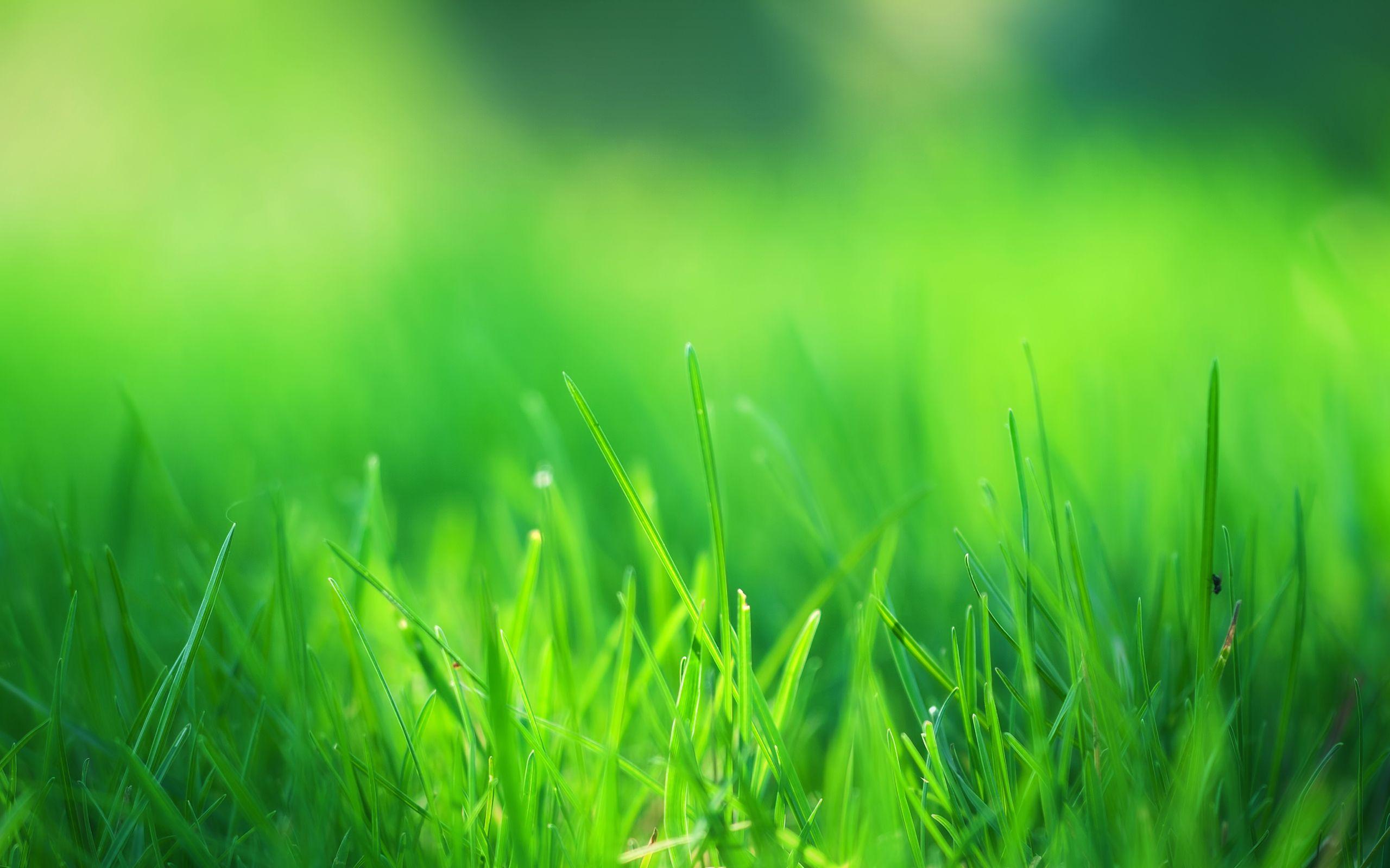 Green Grass Field Wallpaper