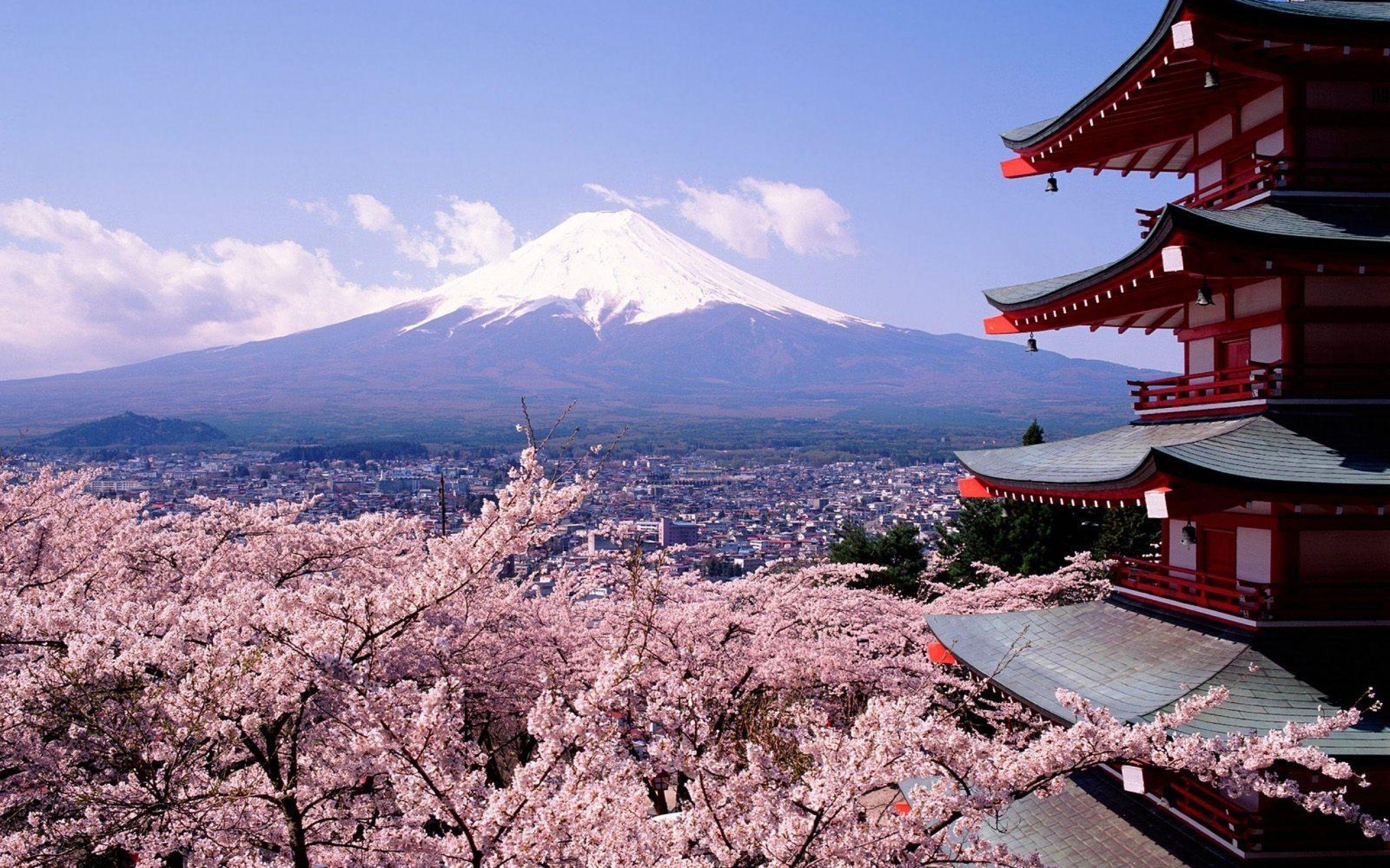 Tokyo Fuji Mountain And Sakura Flower Hd Wallpaper Desktop