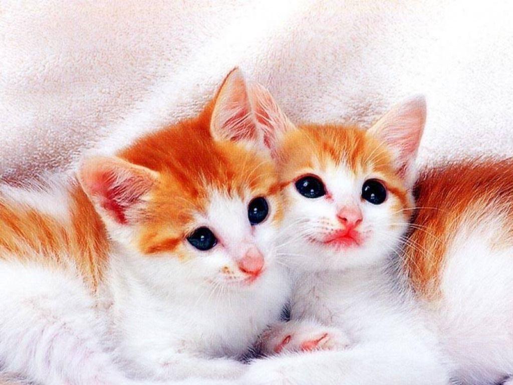 Cute Cats. HD Wallpaper. Picture. Image. Background. Photo