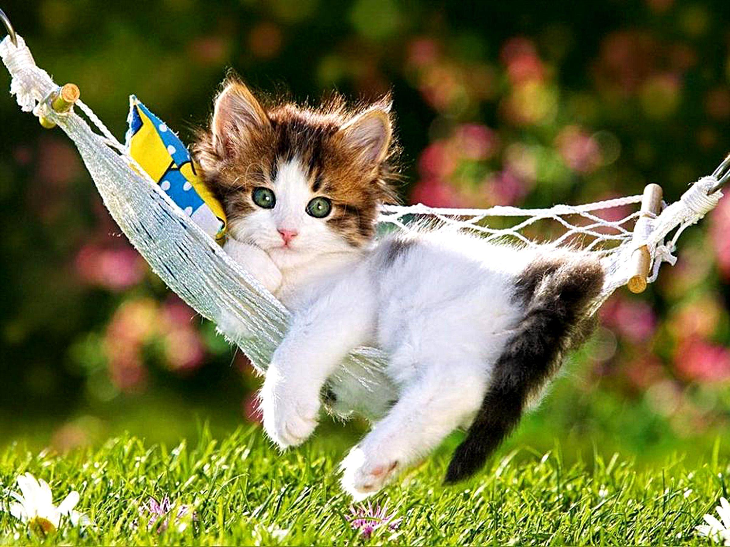 Wallpaper.wiki Beautiful Creative Cute Cat Kitty Kitten With Flowers