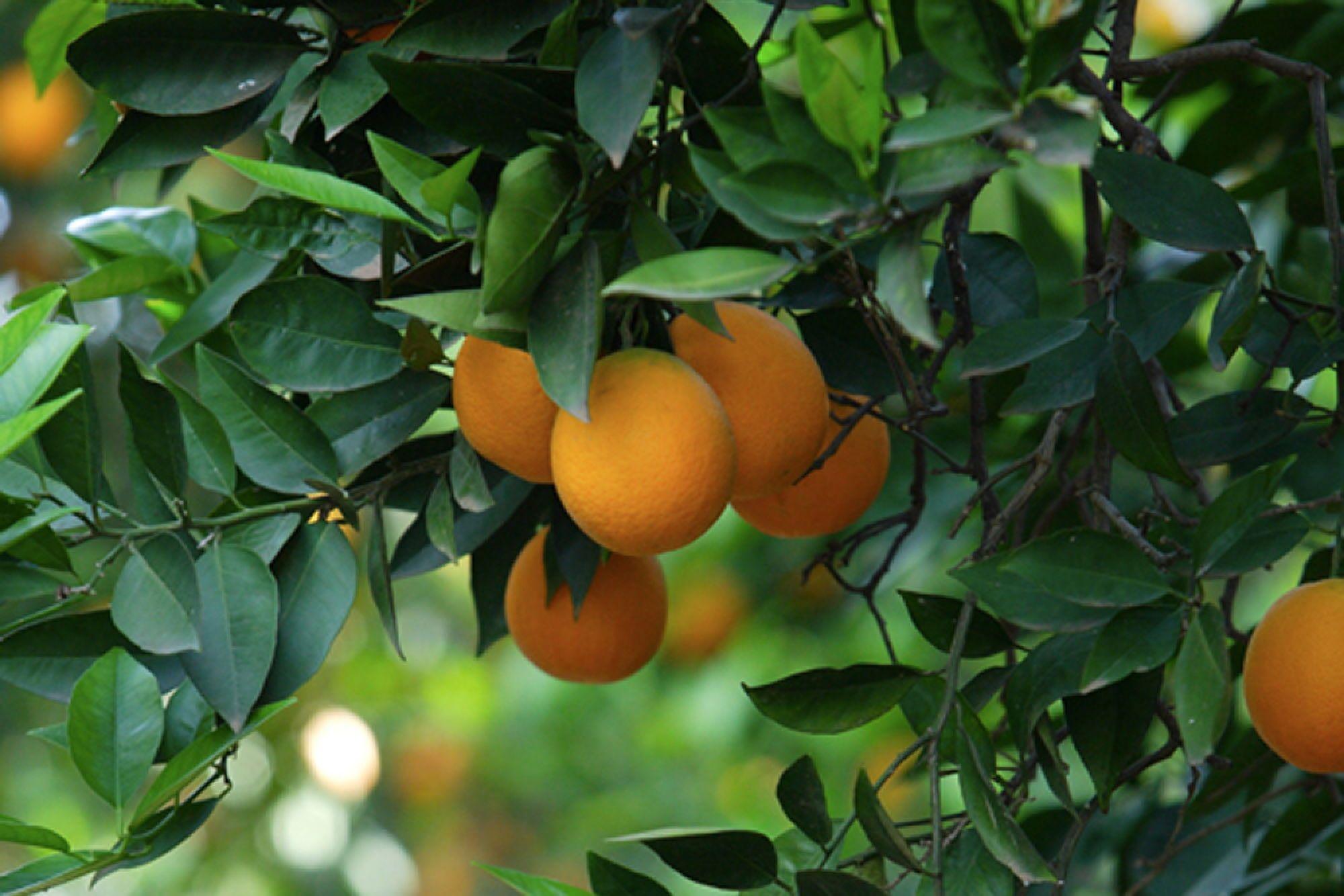 mango tree wallpaper